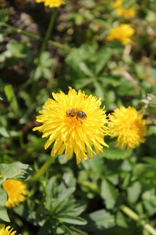 dandelion flower bee
