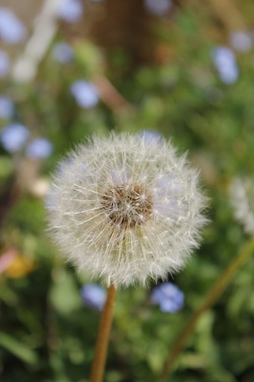 dandelion flower nature