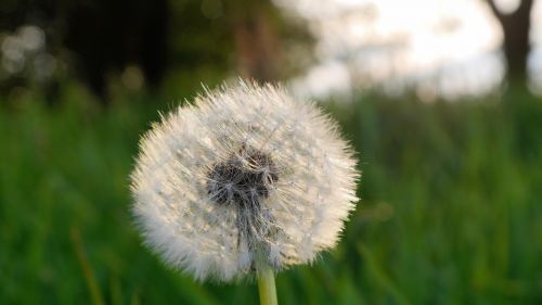 dandelion flower