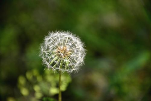 dandelion seeds white