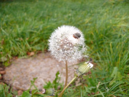 dandelion flower meadow