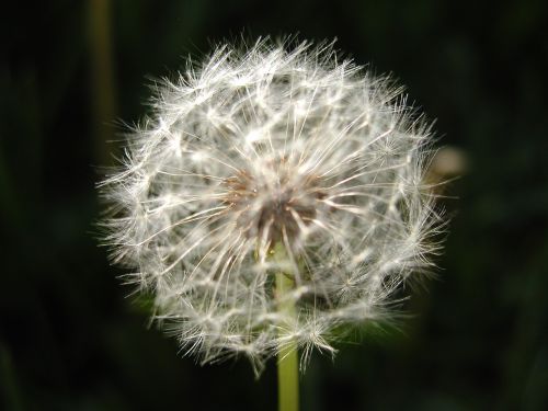 dandelion flower seeds