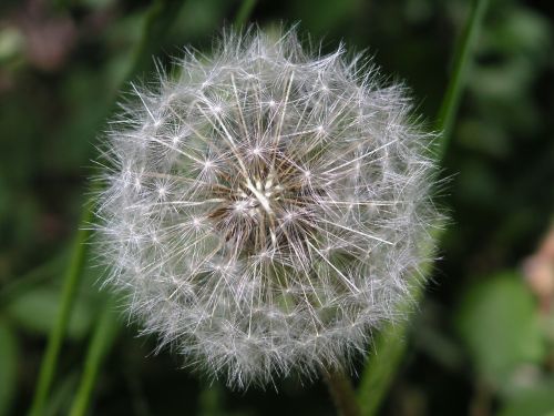 dandelion flower summer