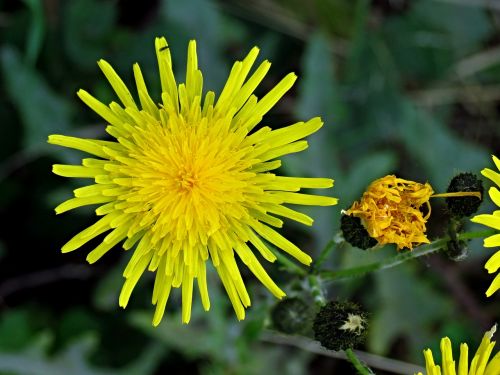 dandelion blossom bloom