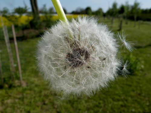 dandelion seeds white