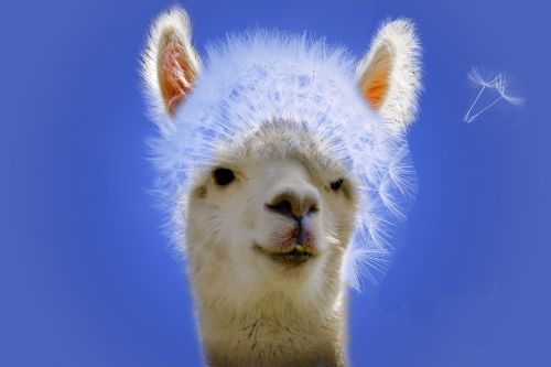 dandelion alpaca animal