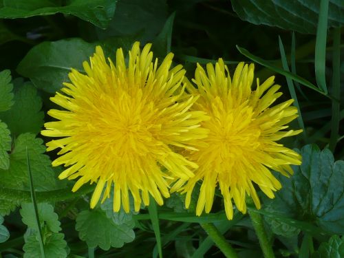 dandelion dressing-gown dandelion flower