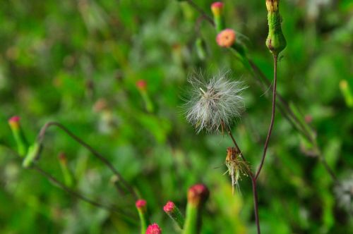 dandelion flower nature