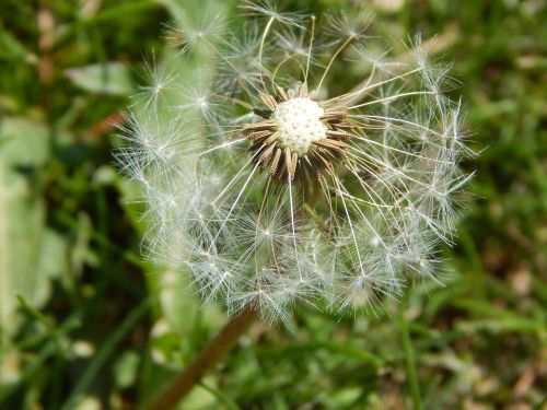 dandelion summer flower