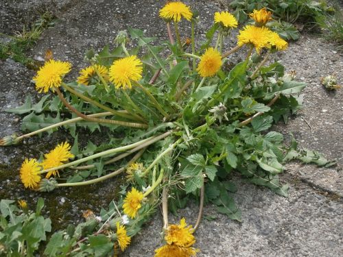 dandelion flower roadside