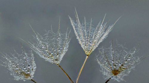 dandelion drops water