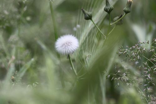 dandelion macro flora