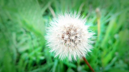 dandelion white flower nature