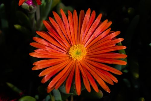 dandelion flower purple