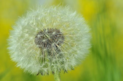 dandelion buttercup summer
