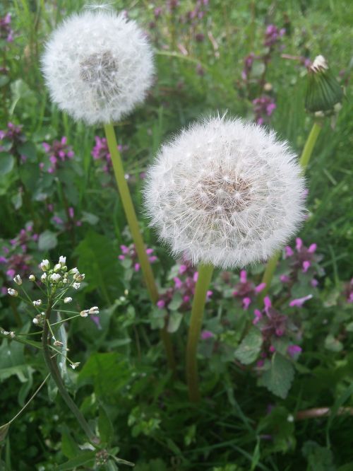 dandelion dandelions summer