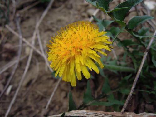 dandelion flower yellow