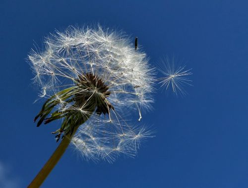 dandelion flower weed