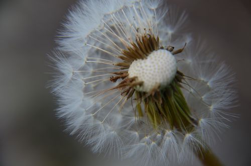 dandelion wish nature