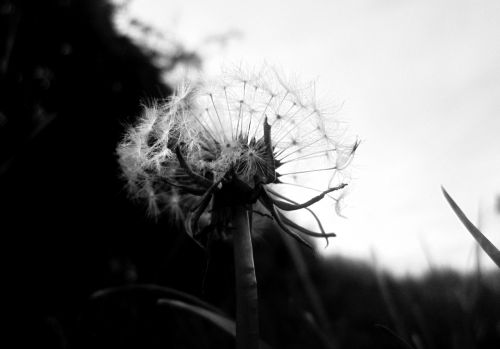dandelion black and white plant