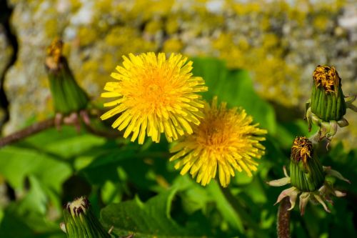 dandelion blossom bloom