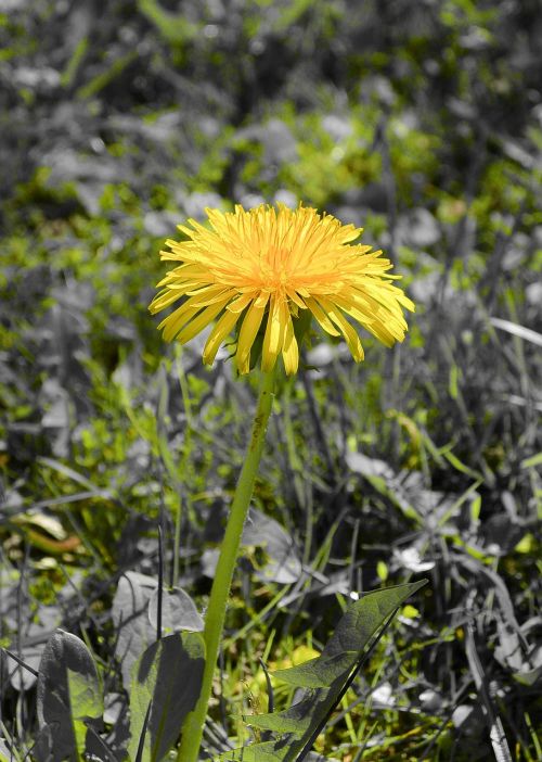 dandelion tussilago farfara flowers