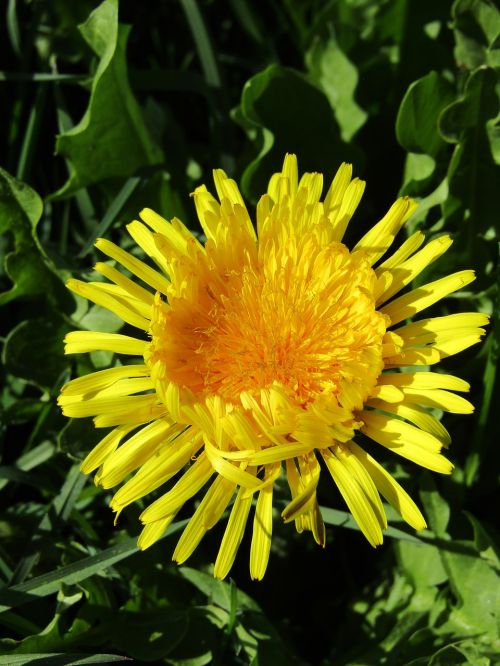 dandelion spring nature