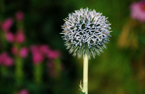 dandelion hawkbit flower