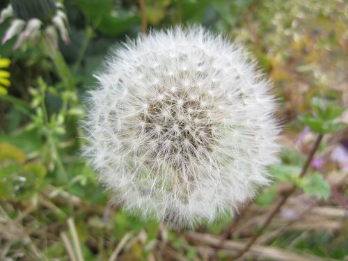 dandelion fluff white