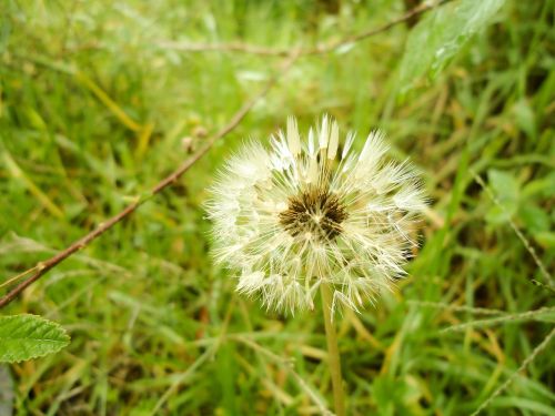 dandelion flower nature