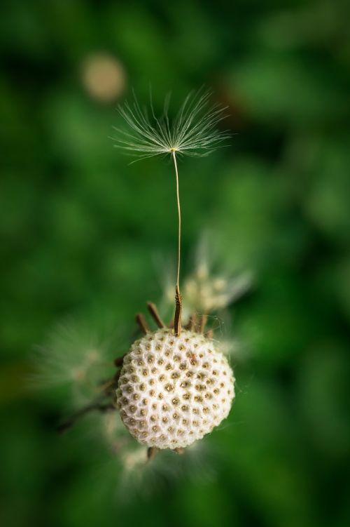 dandelion seeds nature