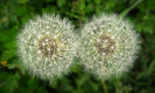 dandelion mr hall seeds