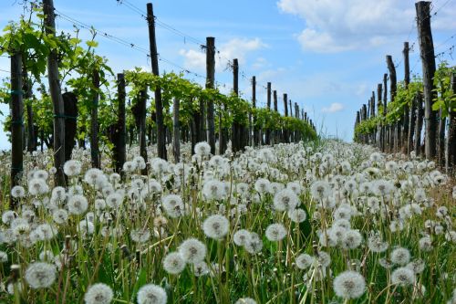 dandelion vineyard nature