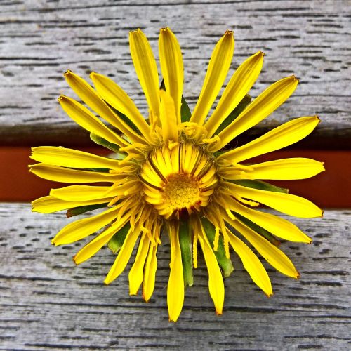 dandelion buttercup single bloom