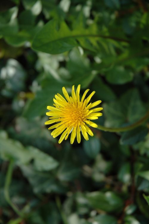 dandelion flower garden