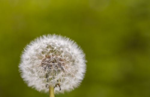 dandelion flowering close pointed flower