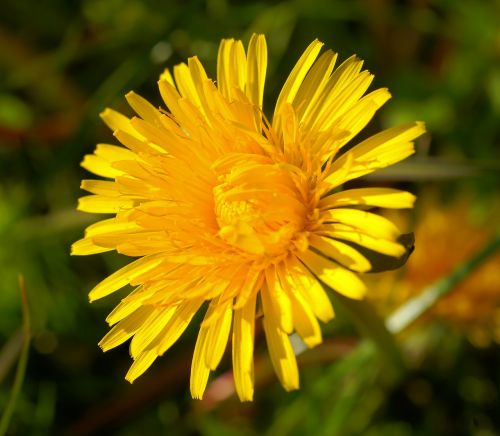 dandelion blossom bloom