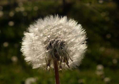 dandelion close sun