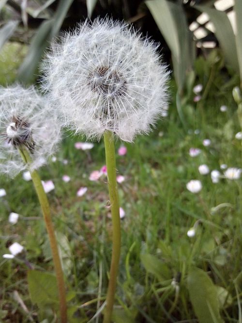 dandelion spring