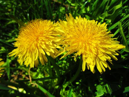 dandelion yellow flower