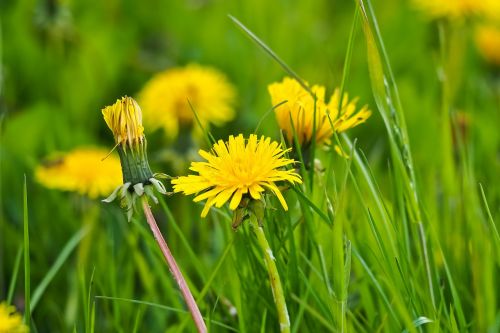 dandelion flower blossom