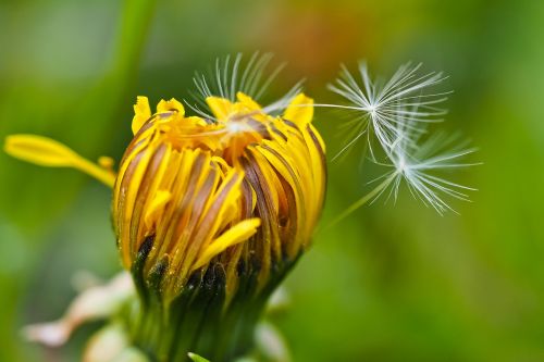 dandelion flower blossom