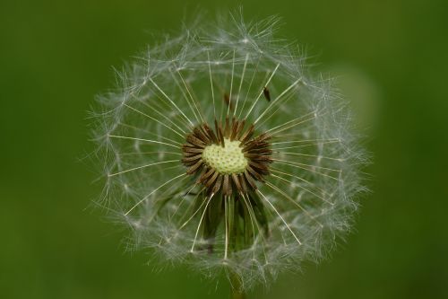 dandelion wind nature