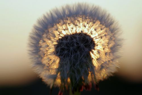dandelion the sun west