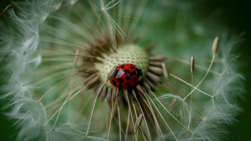 dandelion flower blossom