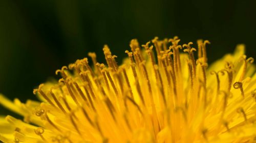 dandelion flower close