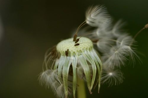 dandelion macro