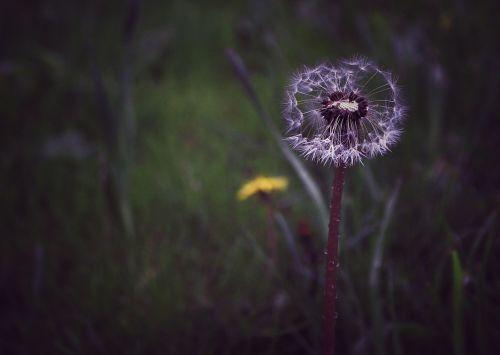 dandelion desire nature