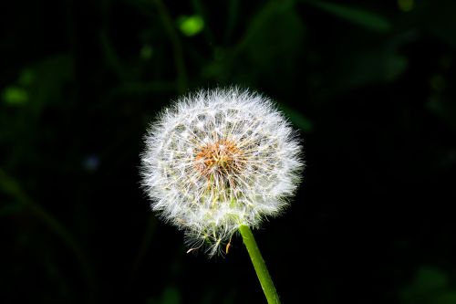 dandelion seed contrast