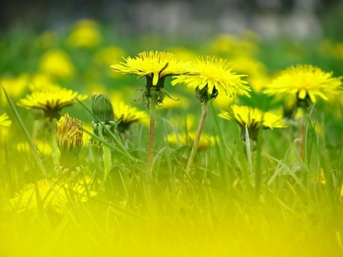 dandelion flower blossoms